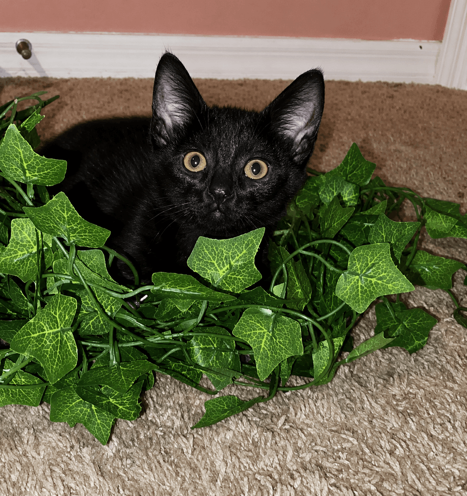 Eeyore - Domestic Short Hair