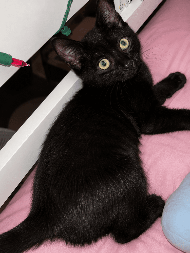 Mystic Willow - Domestic Short Hair