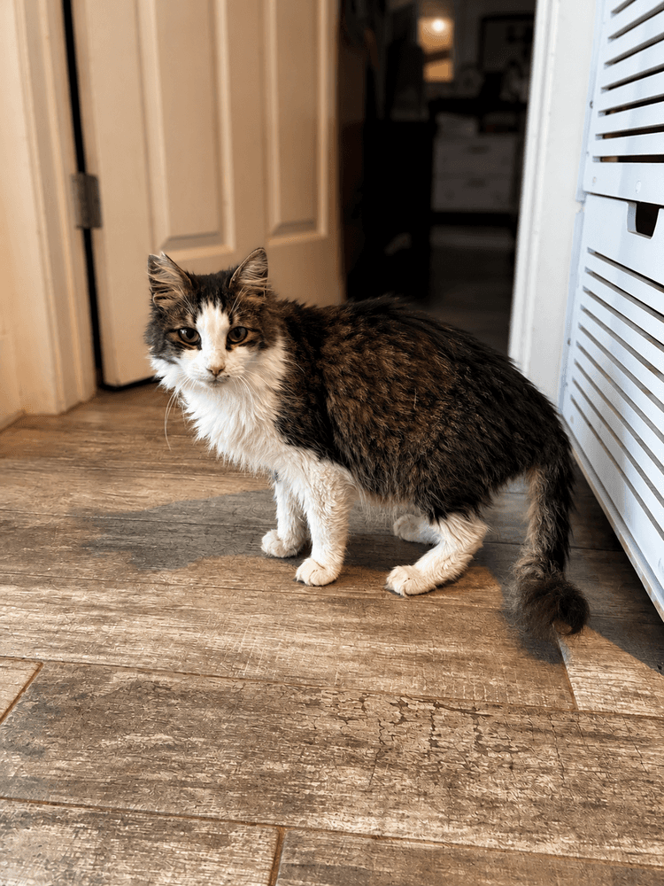 Bartholomew - Domestic Long Hair