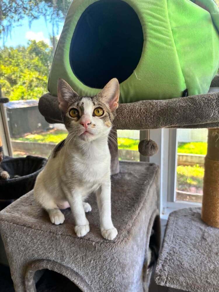 Jentle - Domestic Short Hair
