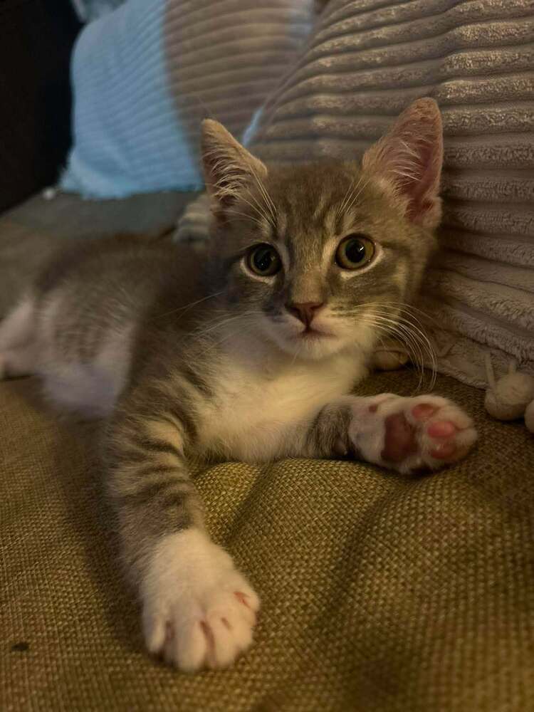 Timmy - Domestic Short Hair
