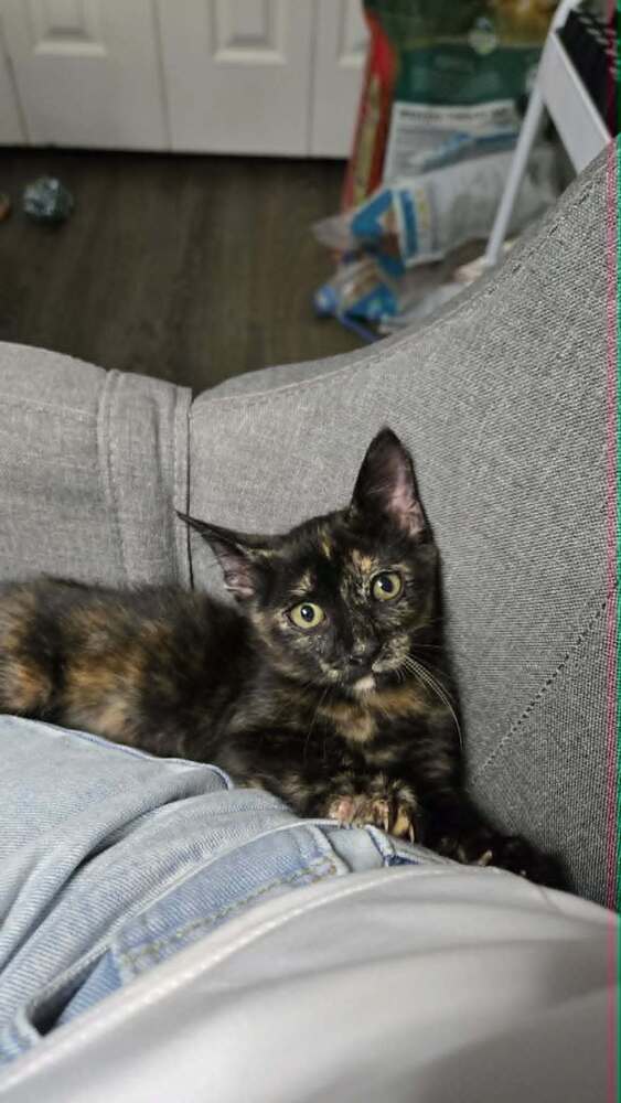 Jerrica - Domestic Short Hair