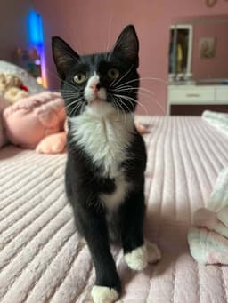 Sylvester image 1