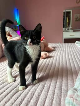 Sylvester image 3