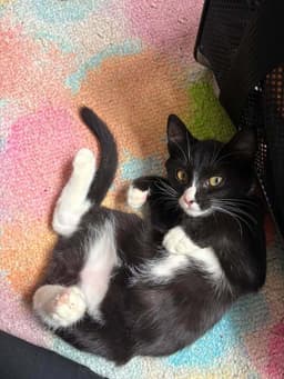 Sylvester image 4