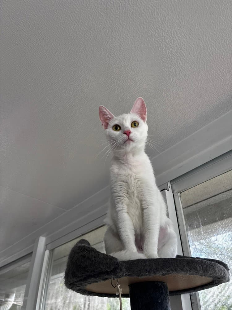 Mama Snow - Domestic Short Hair