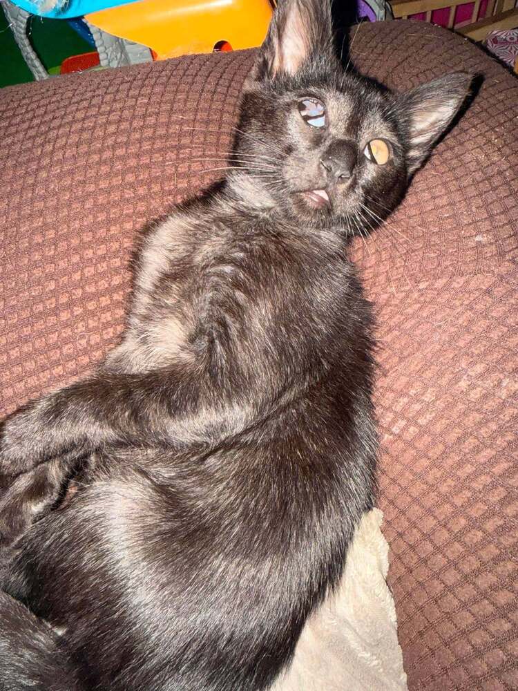 Baby Bat - Domestic Short Hair