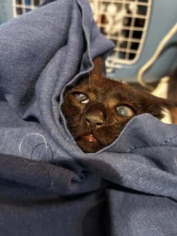 Baby Bat image 3