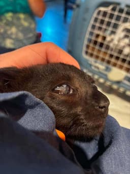 Baby Bat image 4