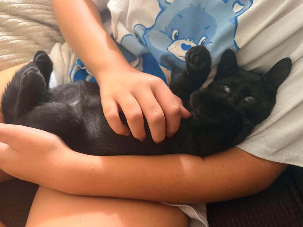 Baby Bat - Domestic Short Hair