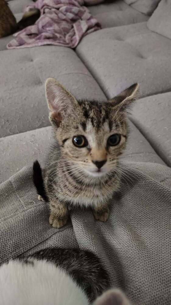 Taz Devil - Domestic Short Hair