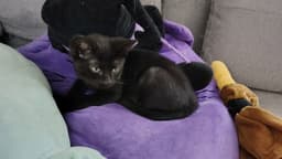 Betsy image 1