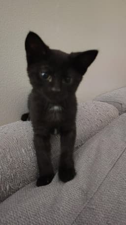 Betsy image 2