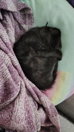 Betsy image 3