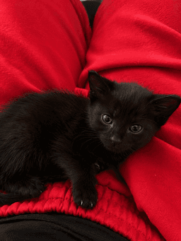 Betsy image 4