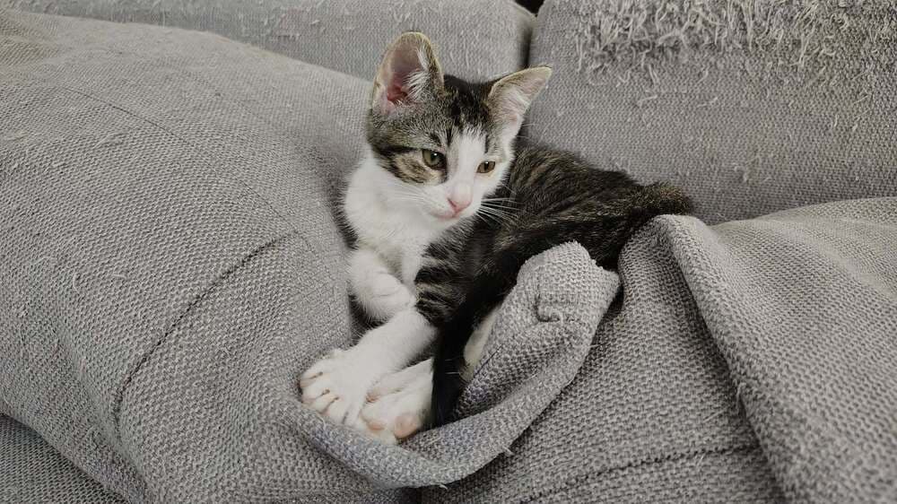Tweety Bird - Domestic Short Hair