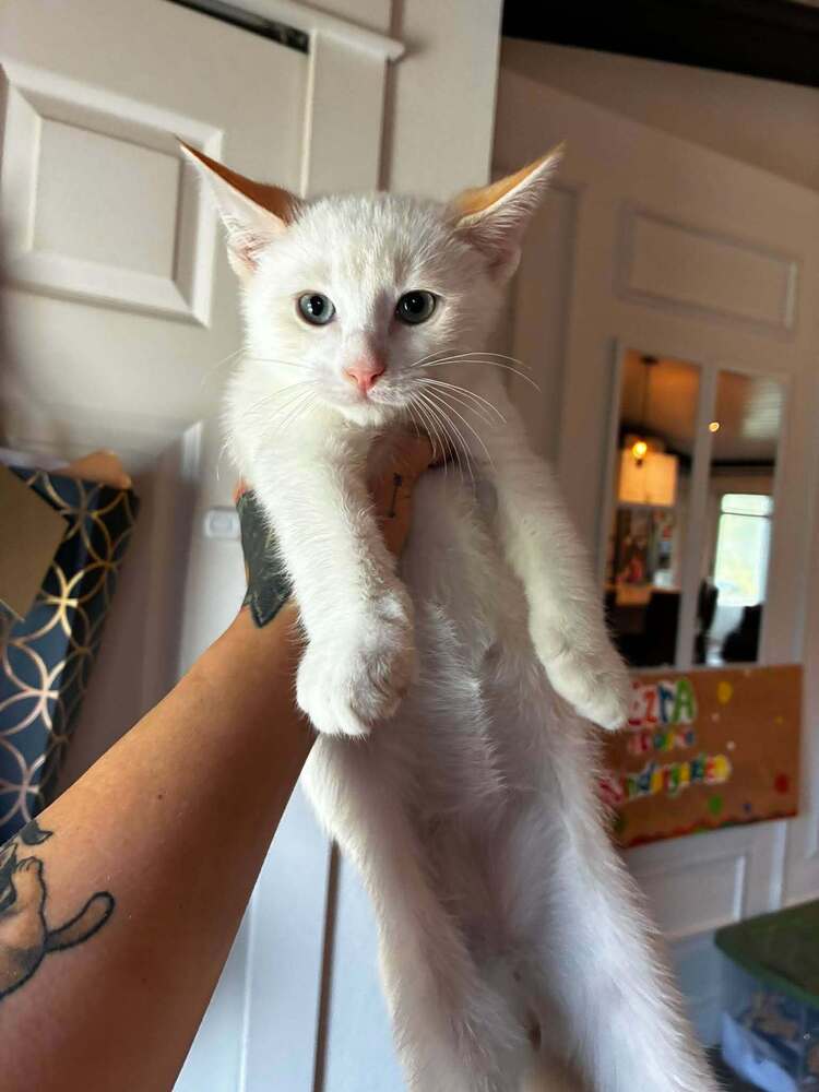 Alfredo - Domestic Short Hair