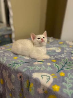 Casper image 2