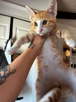 Cheeto image 1
