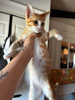 Cheeto image 3