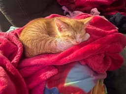 Cheeto image 4