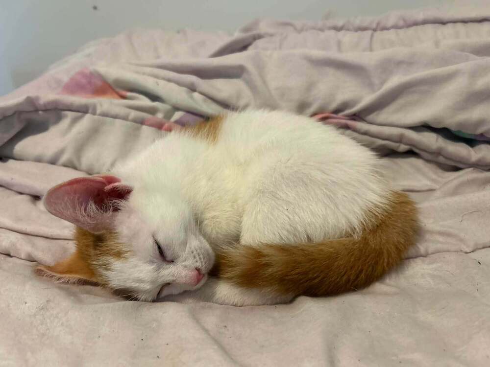 Stuart - Domestic Short Hair