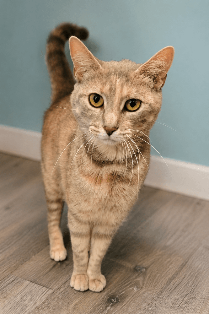 Mama Styles - Domestic Short Hair