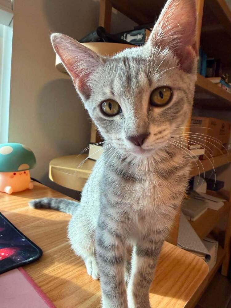 Cloudy - Domestic Short Hair