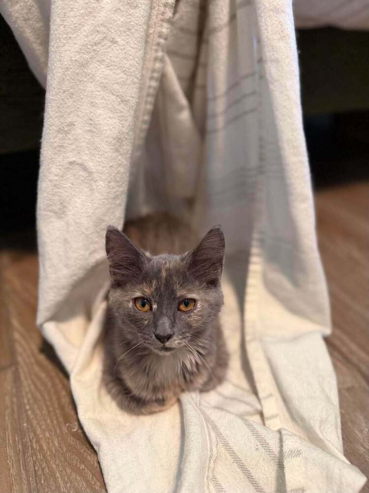 Squeakers - Domestic Medium Hair