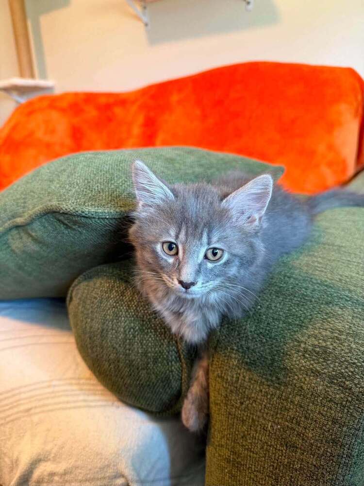 Charcoal - Domestic Long Hair
