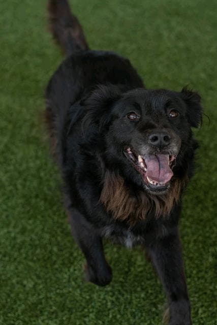 Carly - Collie