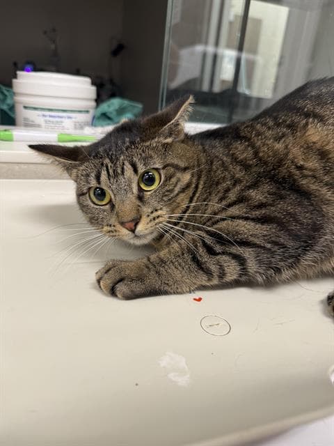 Rhonda - Domestic Short Hair