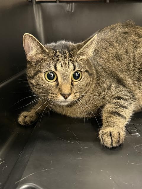 Helga Pawtaki - Domestic Short Hair