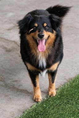 Bear image 1