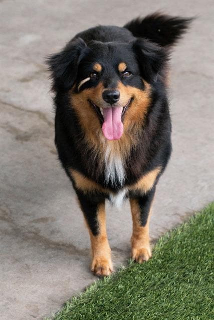 Bear - Australian Shepherd