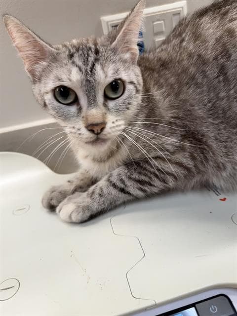 Zora - Domestic Short Hair