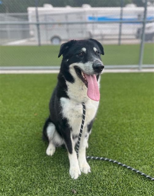Bear - Border Collie
