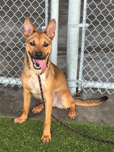Wabi - Black Mouth Cur