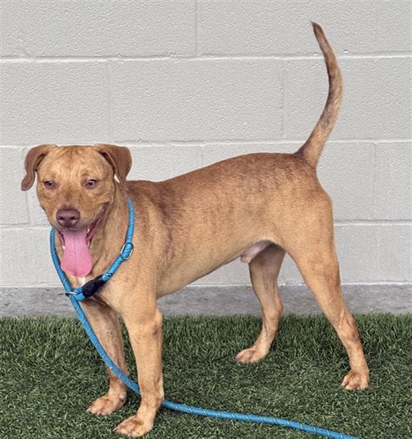 Willy - Labrador Retriever