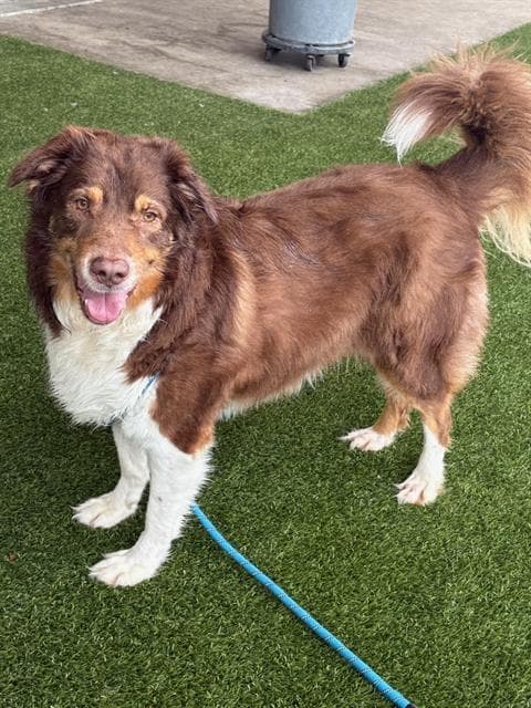Sheldon - Australian Shepherd