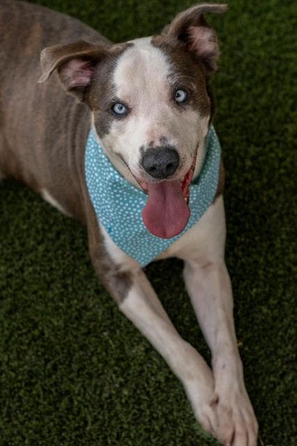 Possum - Pit Bull Terrier