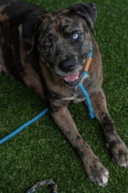 Patches - Labrador Retriever