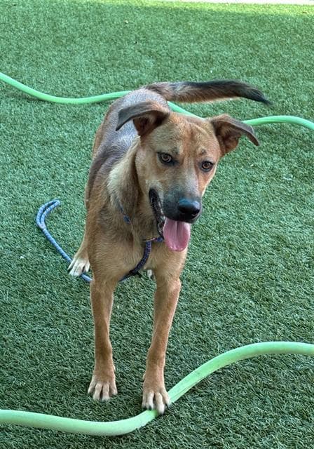 Kipp - German Shepherd Dog