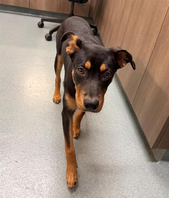 Shelbiliah - Doberman Pinscher