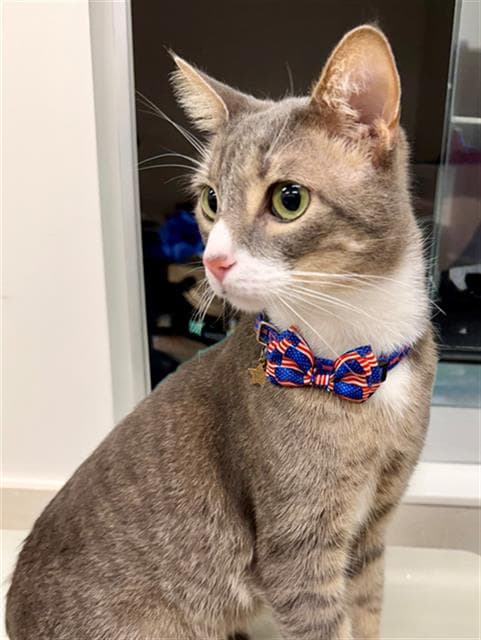 Leo - Domestic Short Hair