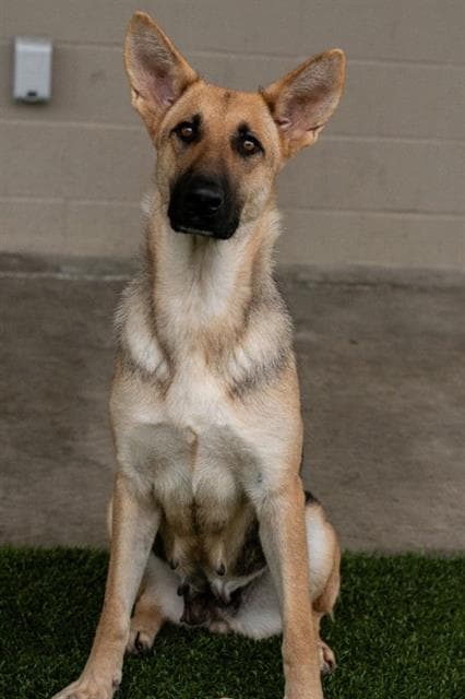 Zola - German Shepherd Dog