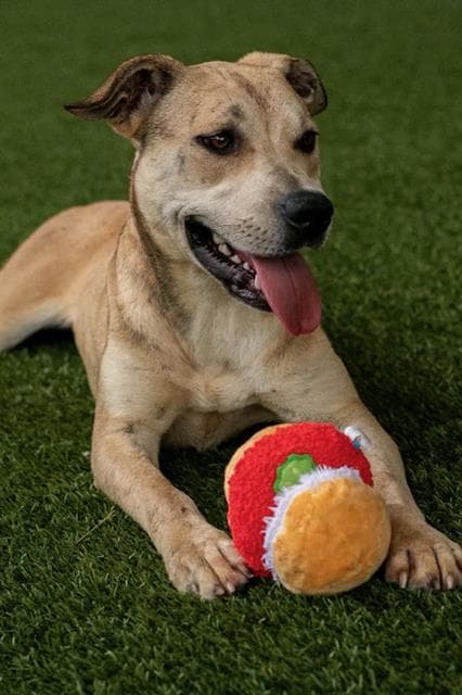 Crescent - Labrador Retriever