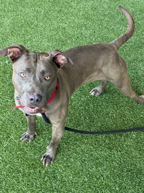 Kamryn - Pit Bull Terrier