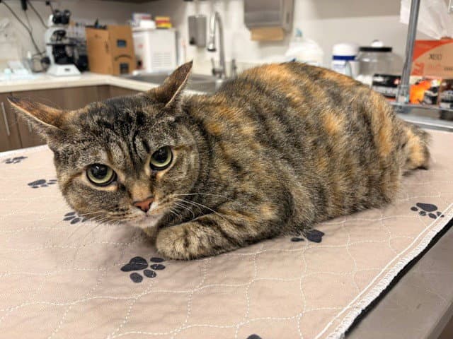 Sunny - Domestic Short Hair