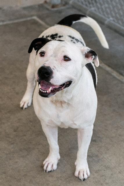 Gooey - Pit Bull Terrier